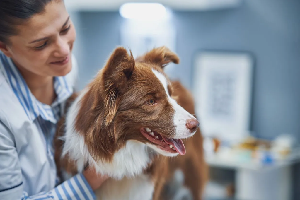 Pet Health Articles